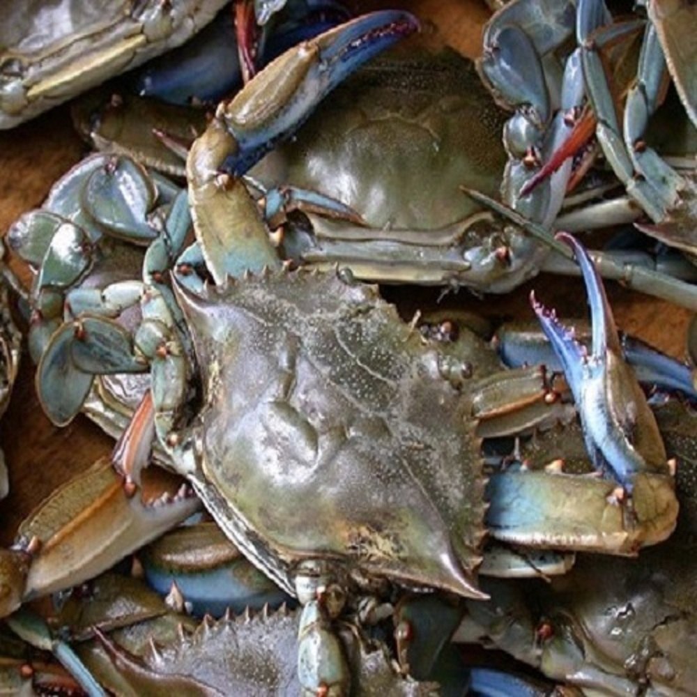 Silver Frozen Mud Live Crab, For Restaurant, Packaging Type: Loose