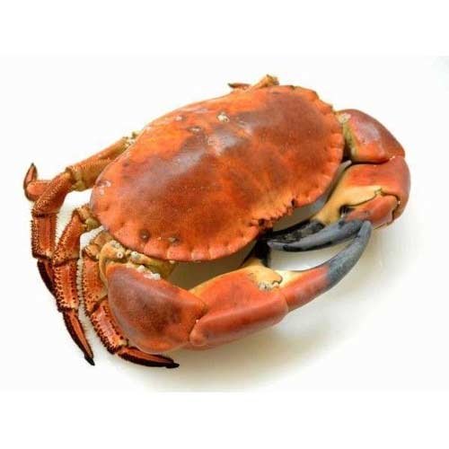 Live Sea Crab, Packaging Type: Thermocol Box