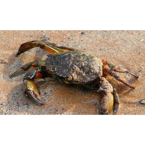 Sea Crab