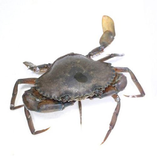 Live Crab, Packaging Type: Thermocol Box