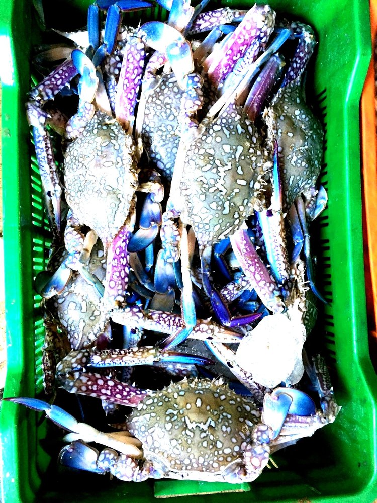 Arm Seafood Blue Sea Crab, For Restaurant, Packaging Type: Thermocol Box