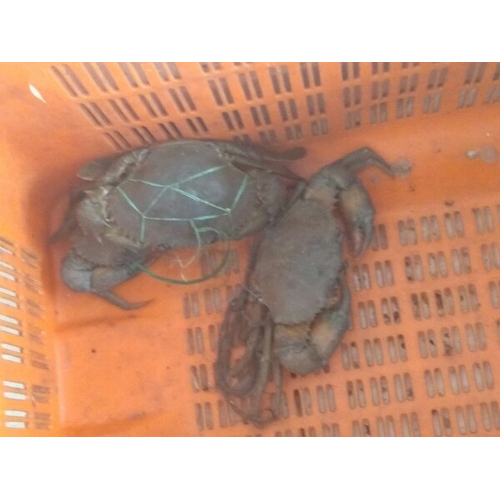 Live Crab, Packaging Type: Thermocol Box