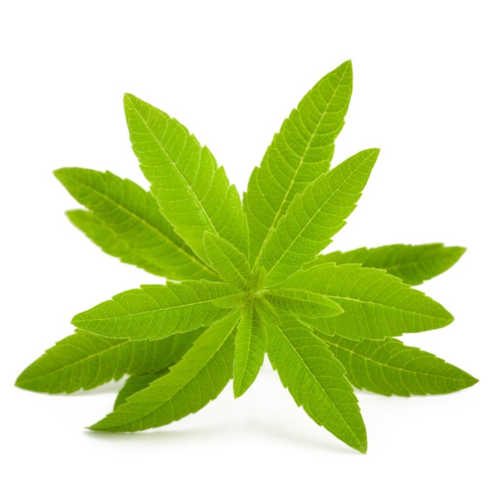Aloysia citrodora Lemon Verbena Oil Morocco, For Aromatherapy