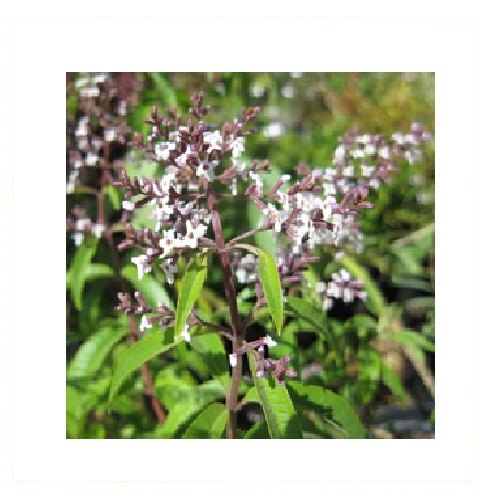A Pale Olive Or Yellow Liquid Aloysia Citrodora NAL Lemon Verbena Essential Oil