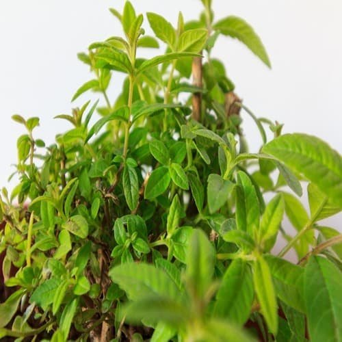 Lemon Verbena Oil, 100 ml