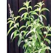 Lemon Verbena