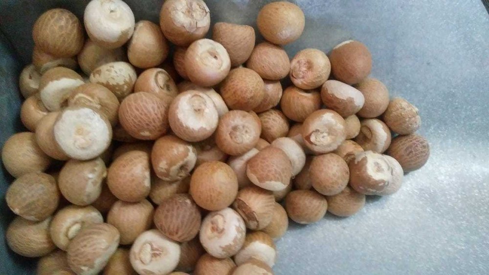 Betel Nut
