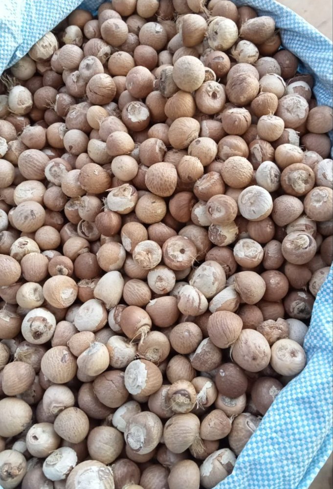 Betel Nuts