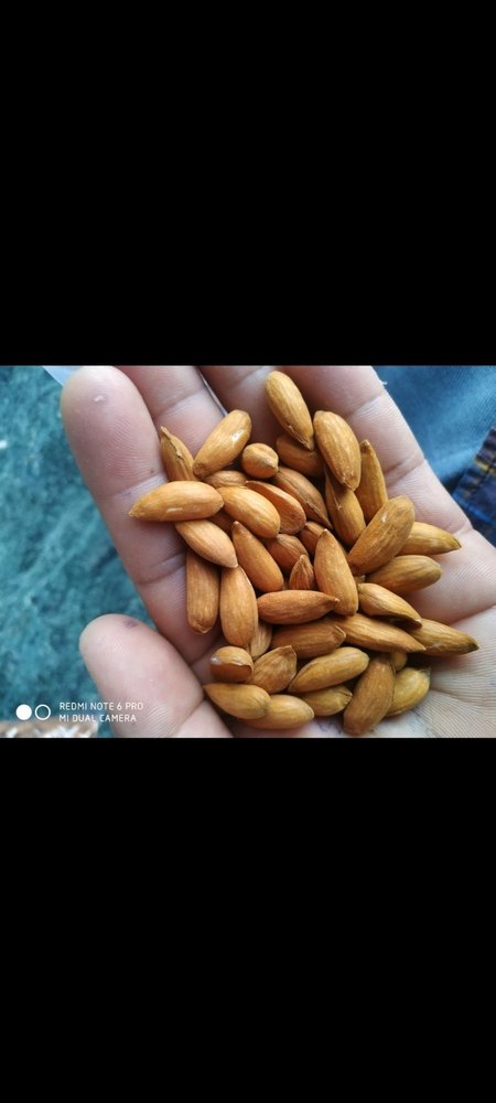 Mamra Kashmiri Almonds, Packaging Size: 1kg