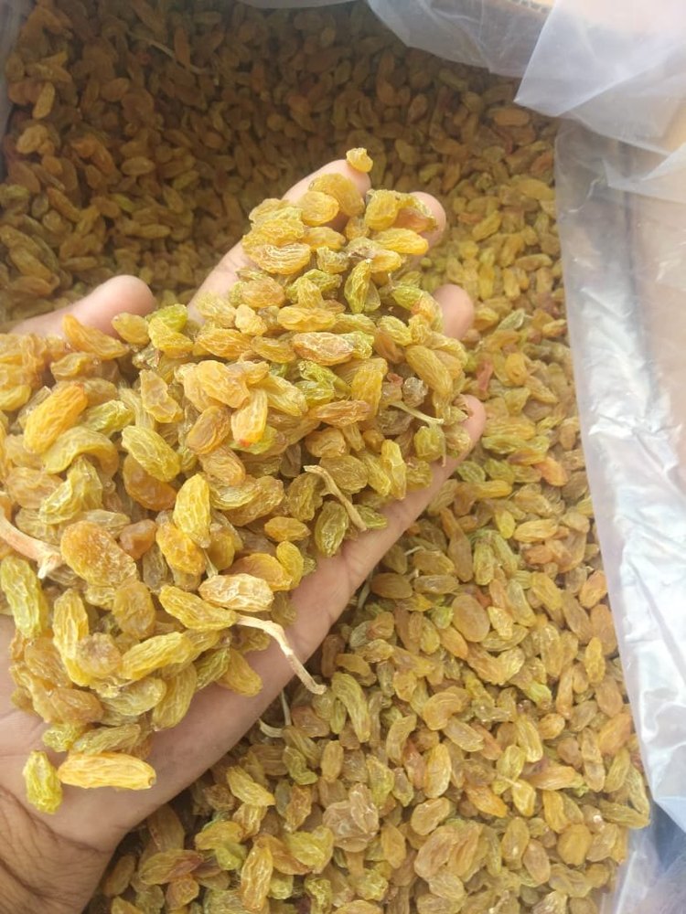 Golden Raisins Gold