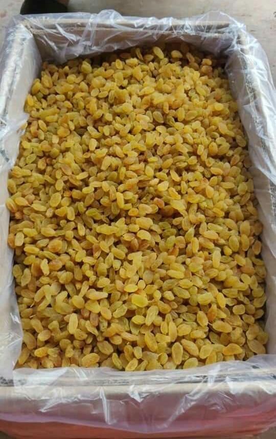 Green Yellow Raisins, Packaging Type: 10kg, Packaging Size: Carton Box