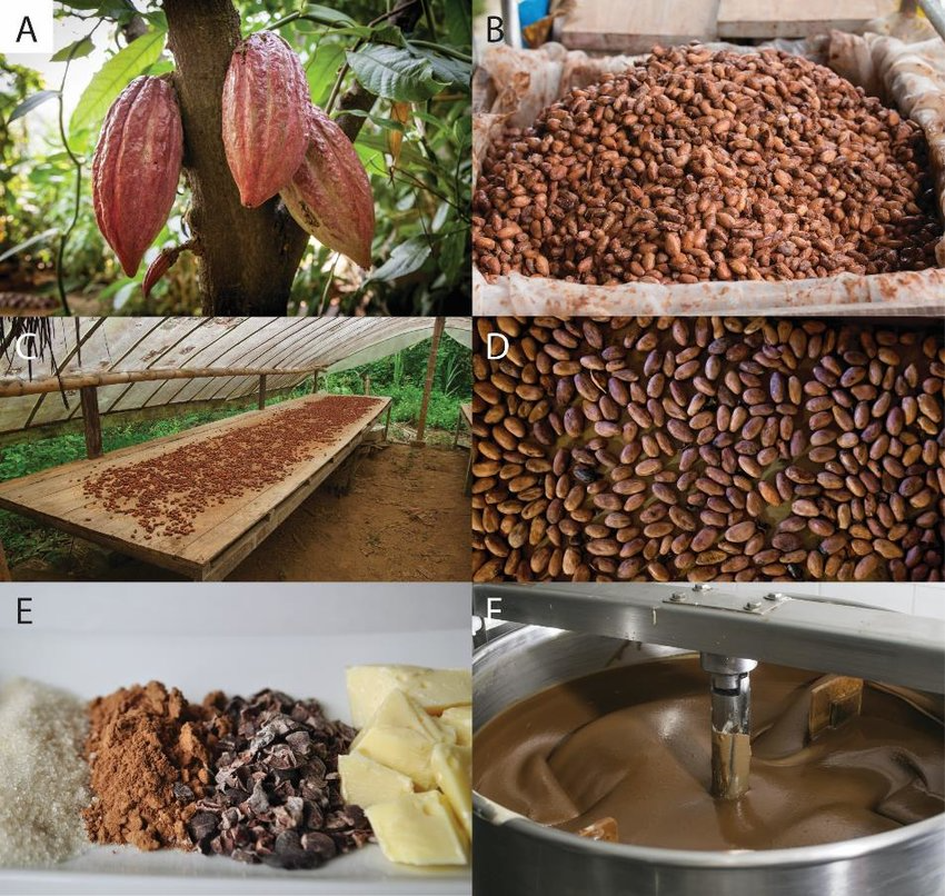 Electric Cocoa Roasting Machine, For Industrial