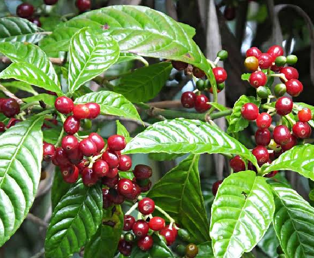 Coffee Plant