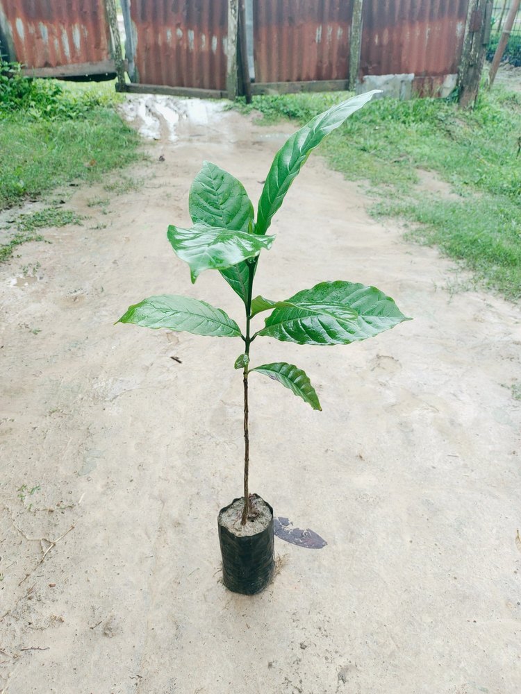 Coffea arabica Natural Green Coffee Plant, For Outdoor