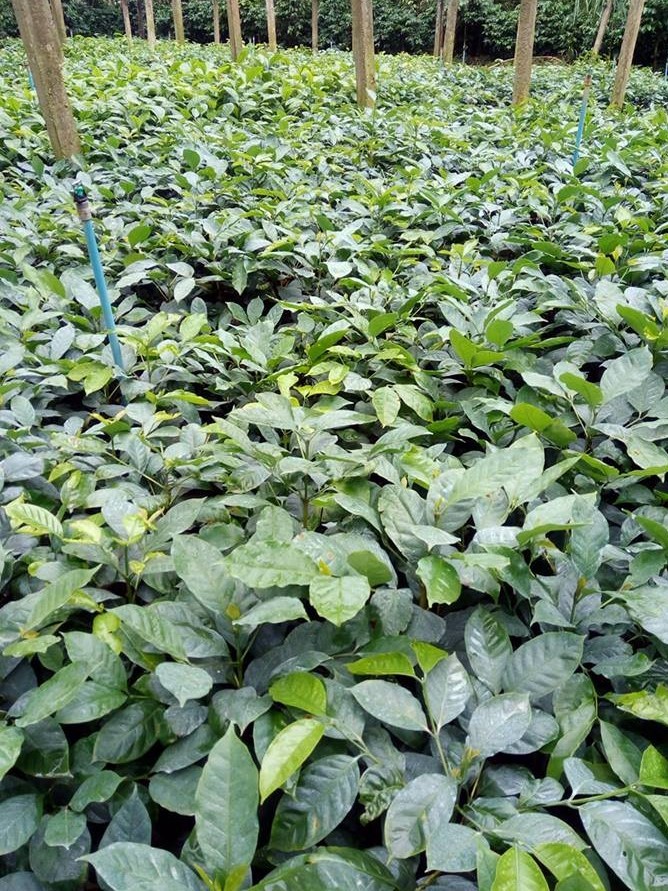 Plastic Fast Growth Coffee Plants, For Outdoor