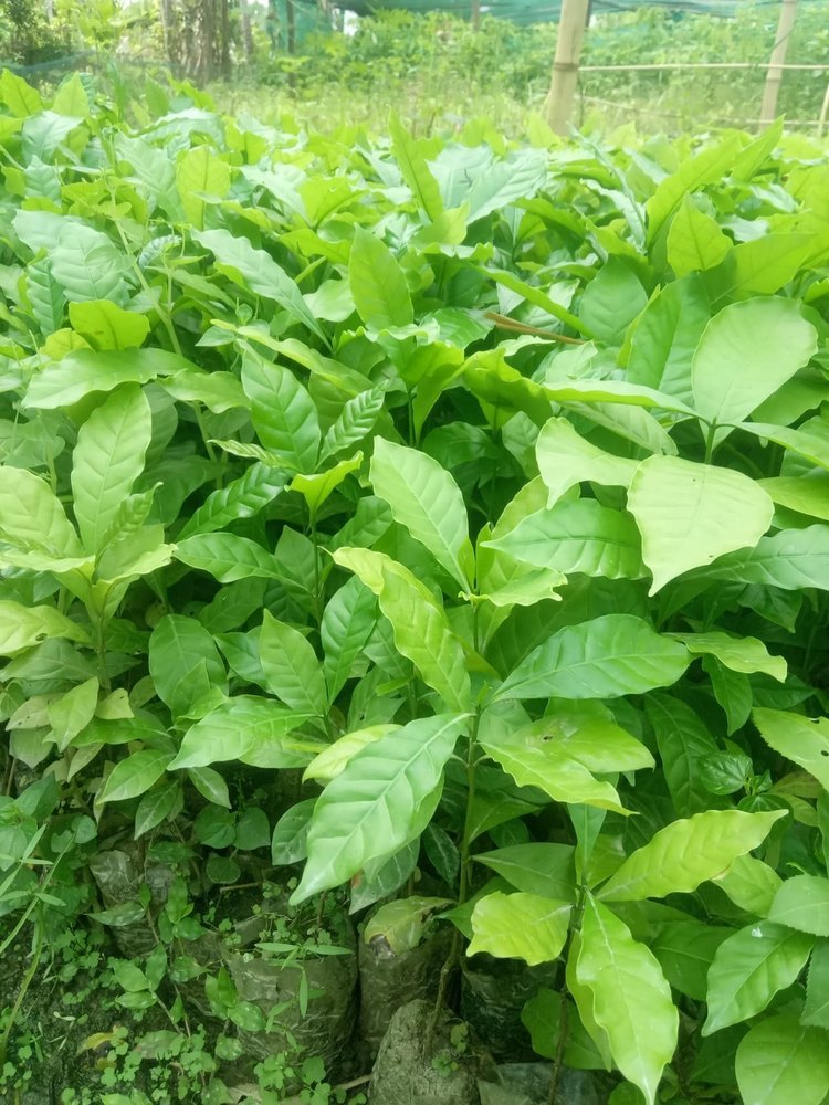 Well Watered Green Coffee Plant, For Agriculture