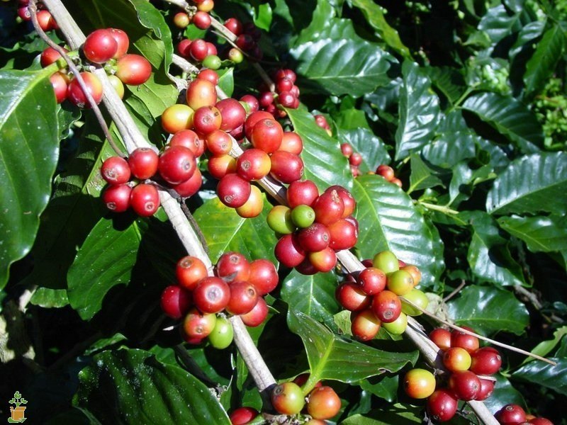 Coffee Plant - Hug A Plant Kochi, Kerala