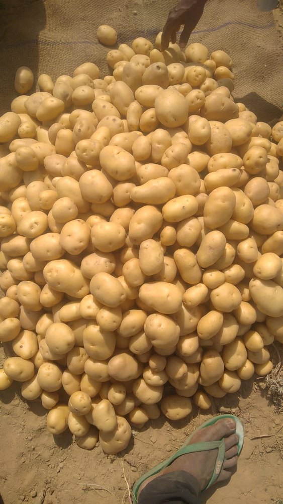 Brown A Grade Jyoti Potato, Gunny Bag, Packaging Size: 50 kgs