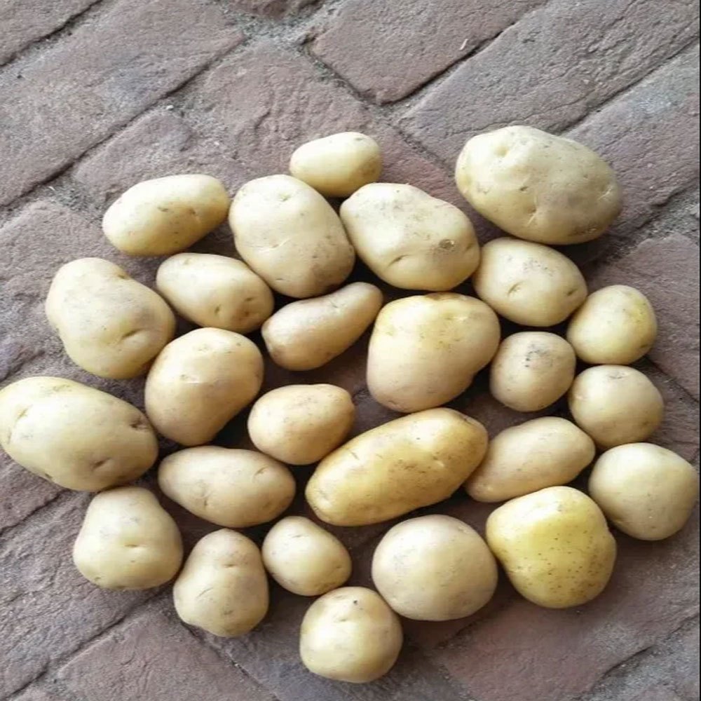 A Grade Cold Storage Santana Fresh Potato, Loose