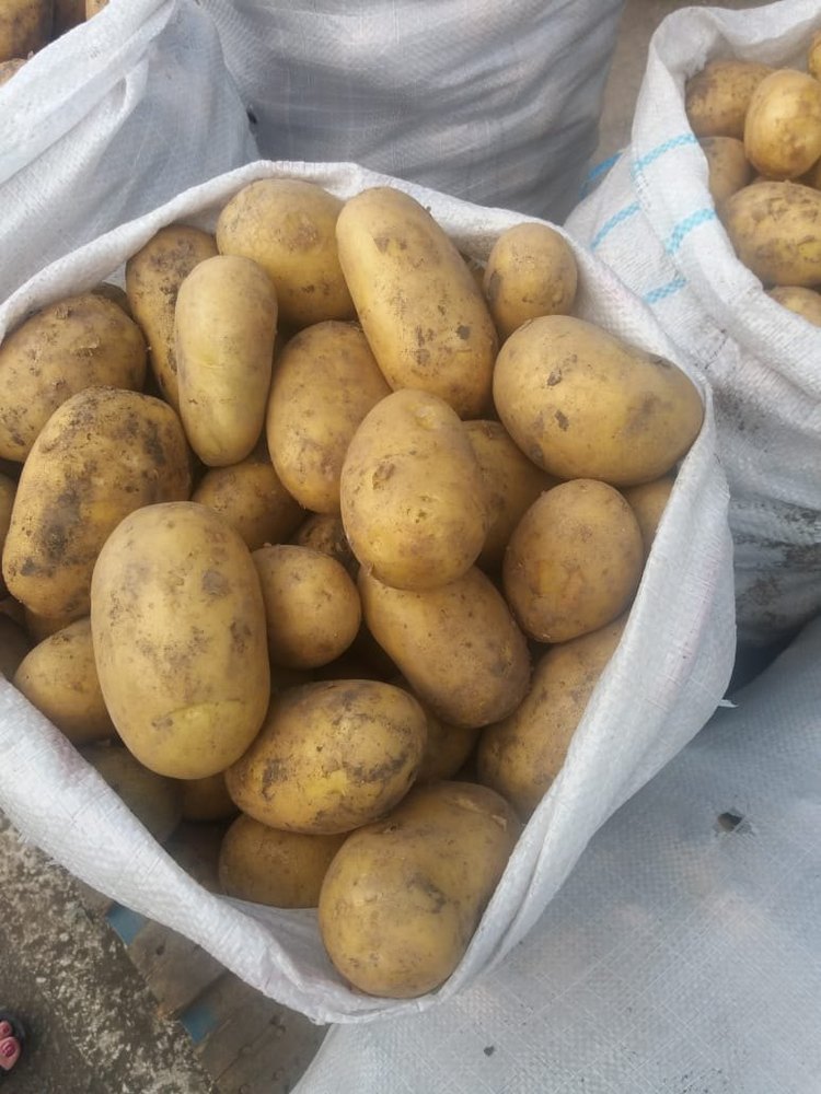 A Grade Fresh Potato, HDPE & Gunny Bag, Packaging Size: 20 kg
