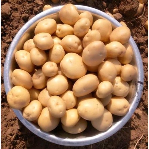 Expose A Grade Fresh Potato, Gunny Bag, 50Kg