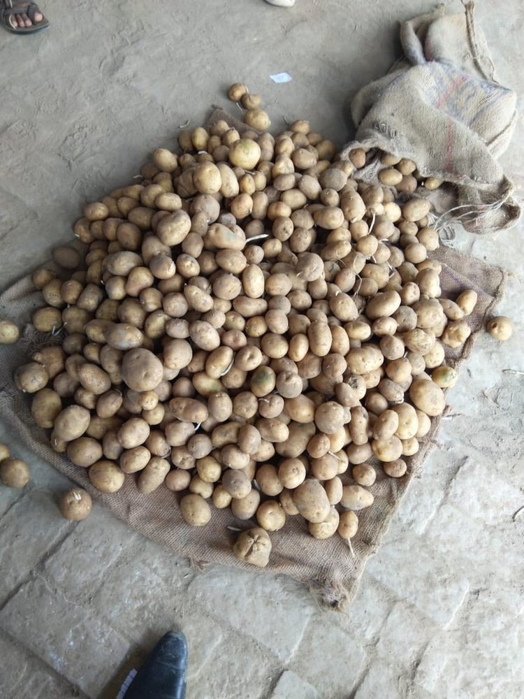 A Grade M.p Fresh Potato, Gunny Bag, Packaging Size: 40 Kg
