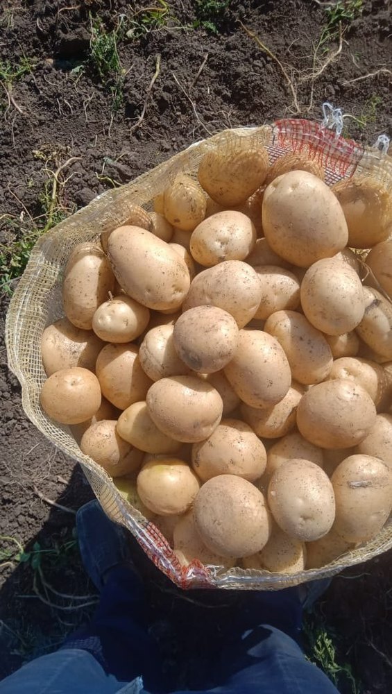 Brown A Grade Fresh Potato, Gunny Bag, Packaging Size: 10 Kg