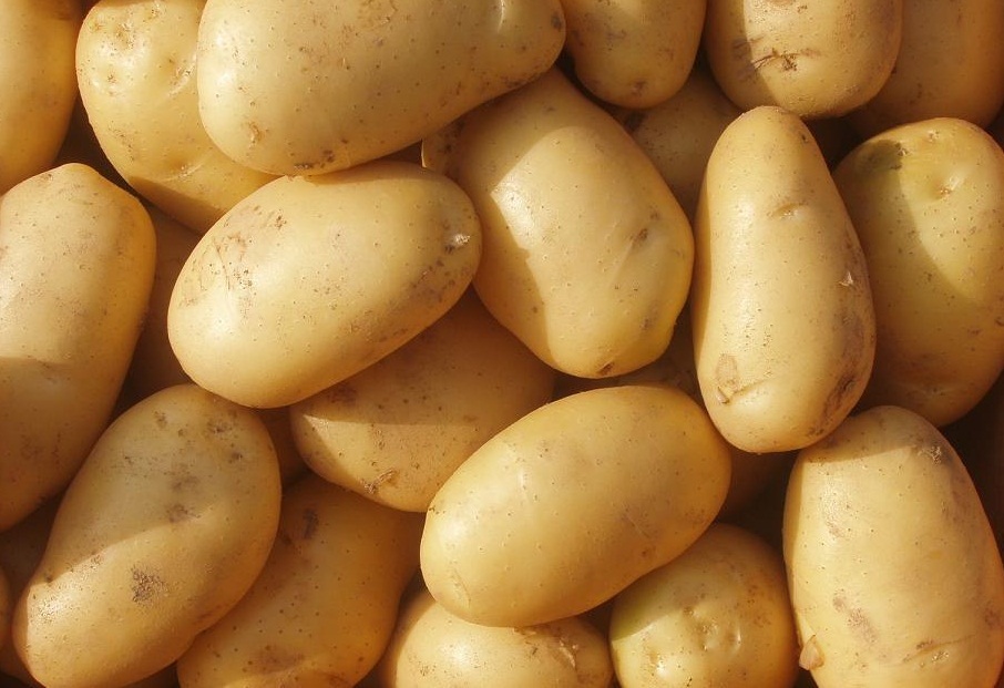 Cold Storage A Grade Fresh Potato, Gunny Bag, Packaging Size: 50 kg
