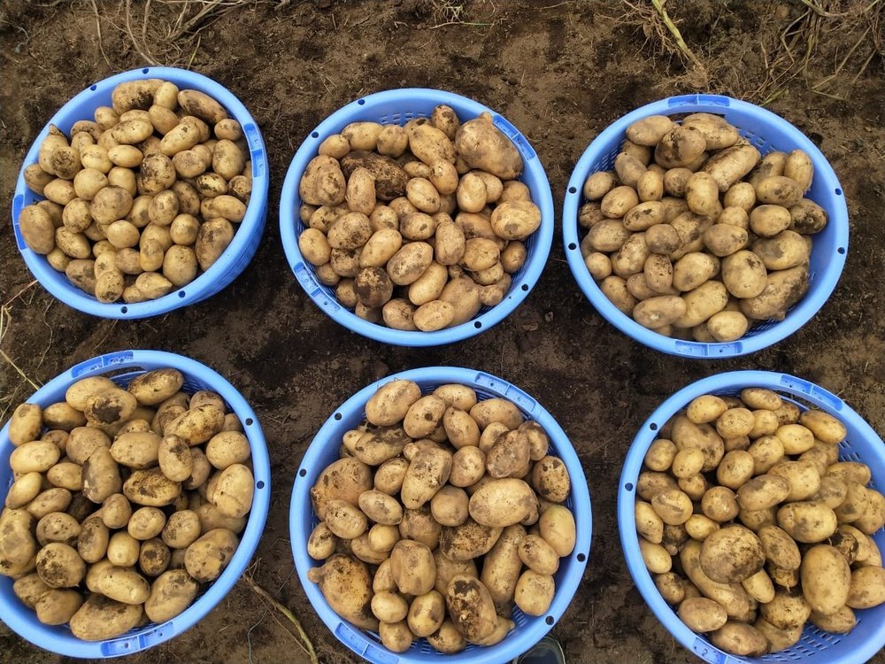 Brown A Grade Fresh Potato, Packaging Size: 40 Kg