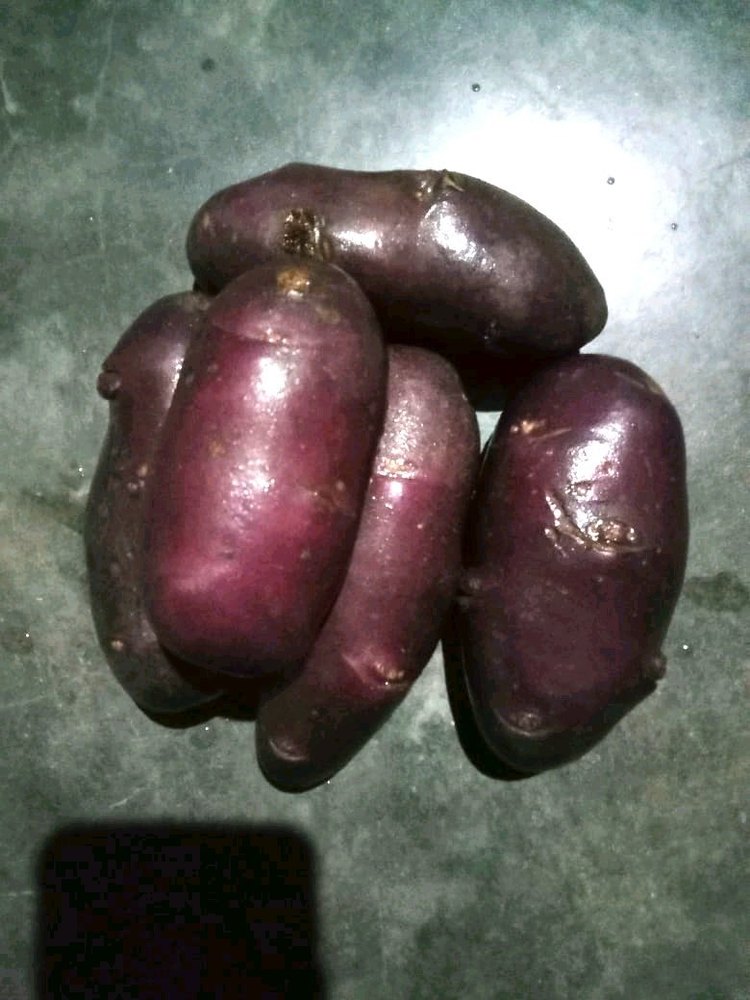 A Grade Uttar Pradesh Purple Potato, Gunny Bag, Packaging Size: 10 Kg