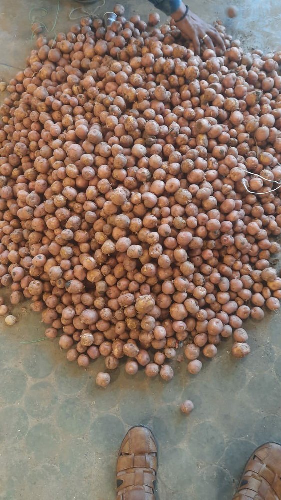 All Type Of Potato
