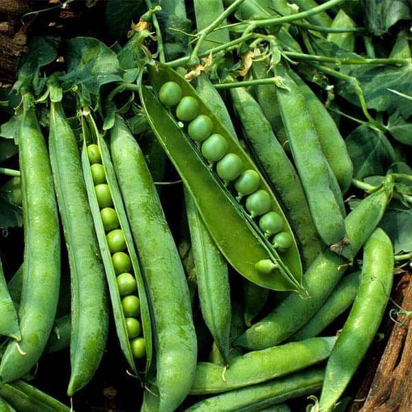 Green A Grade Peas, Packaging Size: 30kg