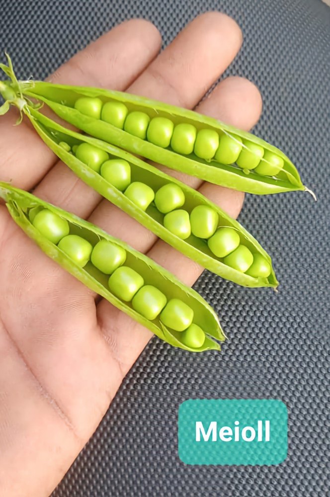 A Grade Madhya Pradesh Green Peas, Net bags