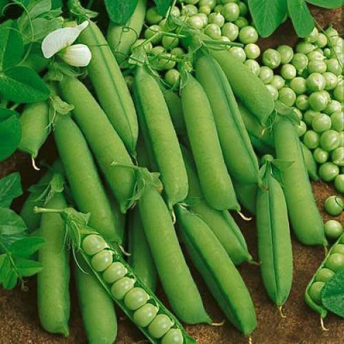 A Grade Punjab Fresh green peas, Gunny Bag, Packaging Size: 30 Kgd