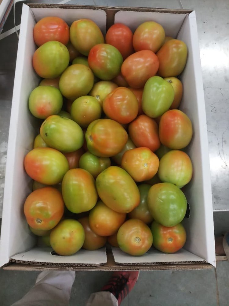 Maharashtra Indian Farm Fresh Tomato
