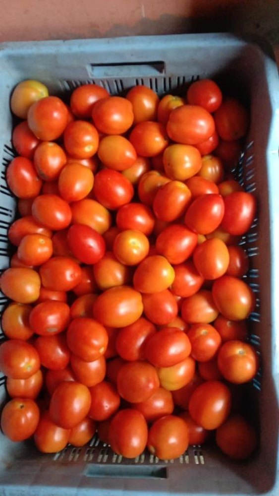 Indian Fresh Tomato