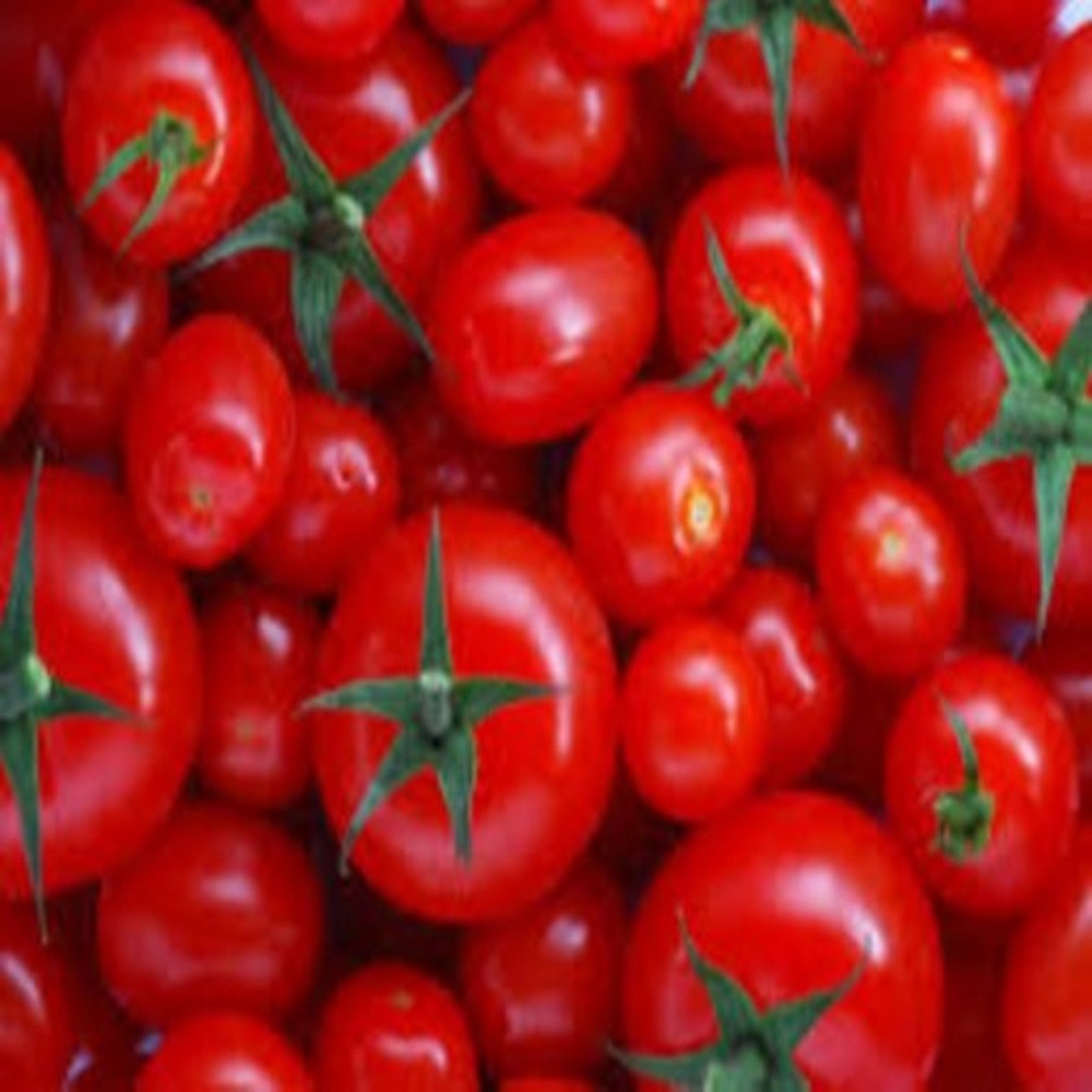 A Grade Pan India Fresh Tomato (Hybrid And Indian)