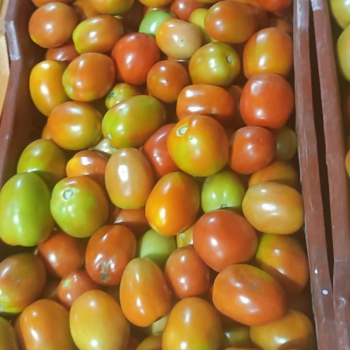 Maharashtra Hybrid Tomato