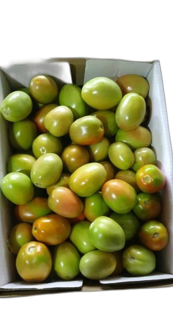Maharashtra Hybrid Fresh Tomato