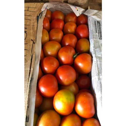 Fresh Tomato