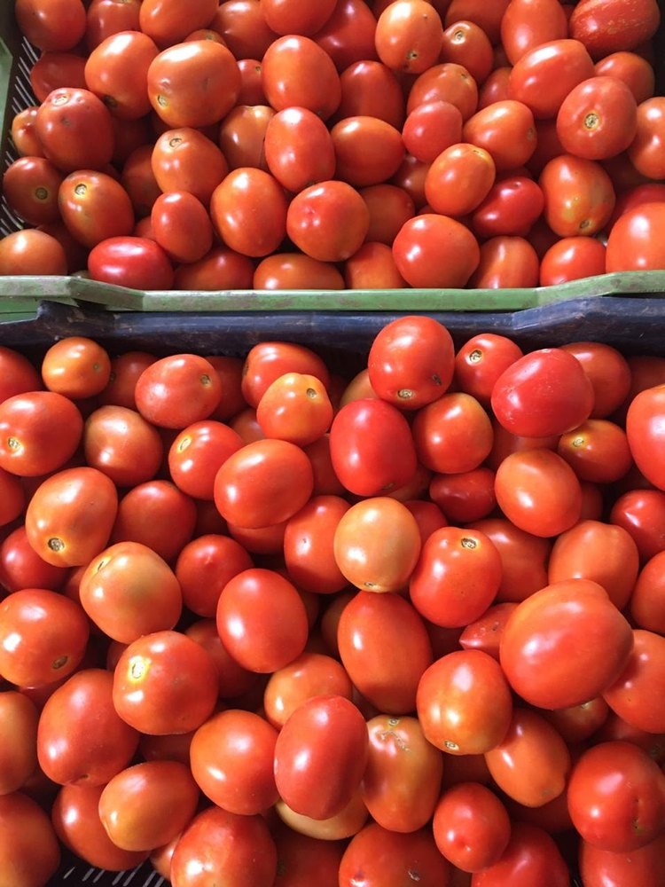 Fresh Export Quality Tomato