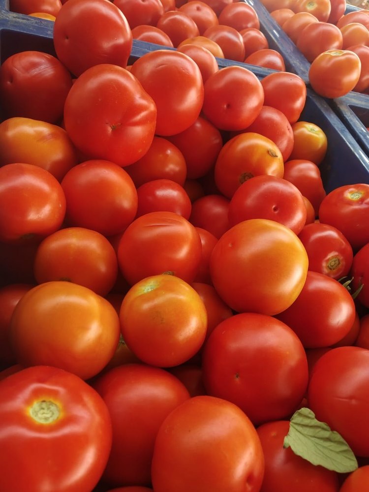 Hybrid Organic C Grade Tomato