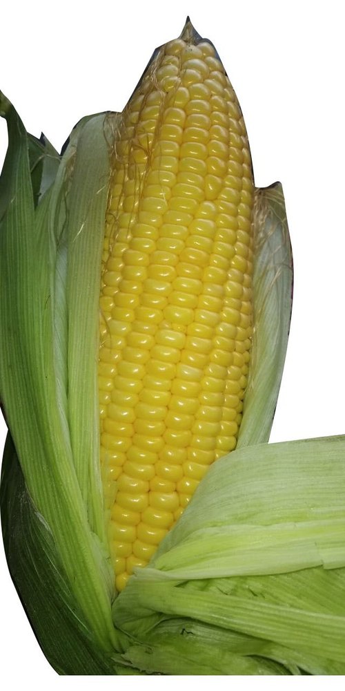 A Grade Yellow Sweet Corn