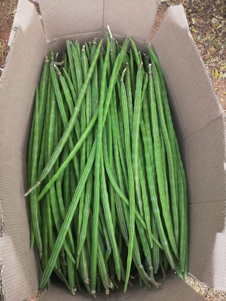Maharashtra A Grade Drumstick Vegetable, 5 Kg, Moringa Oleifera