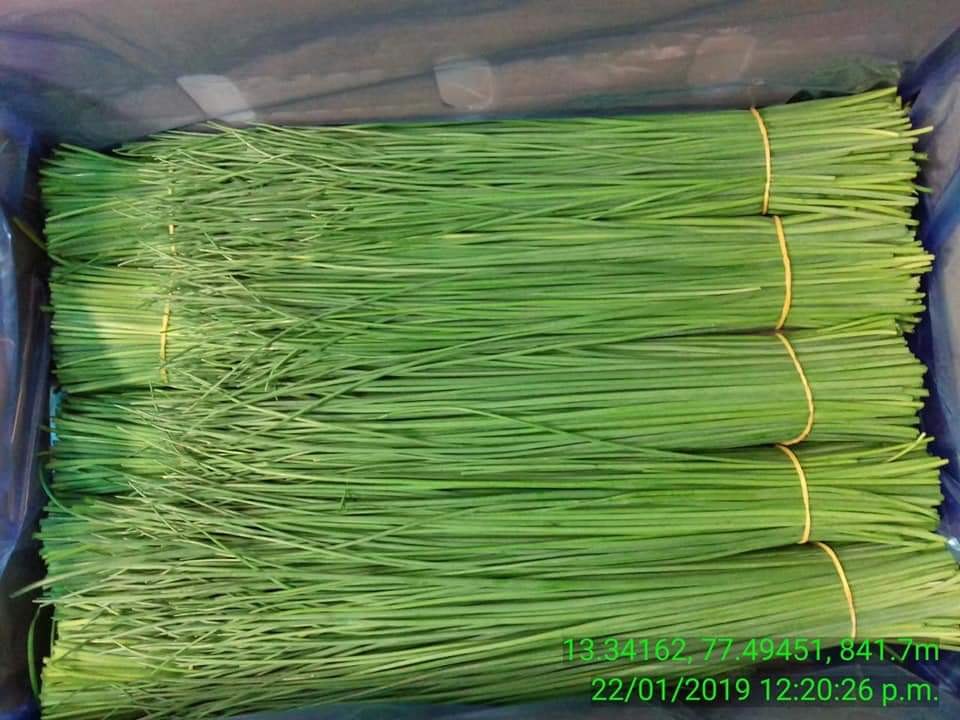 A Grade Green Drumstick Vegetable, Gunny Bag, 40kg