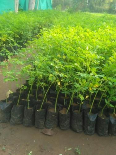 Green Moringa Drumstick Plant, For Plantation, Packaging Type: PP Polybag