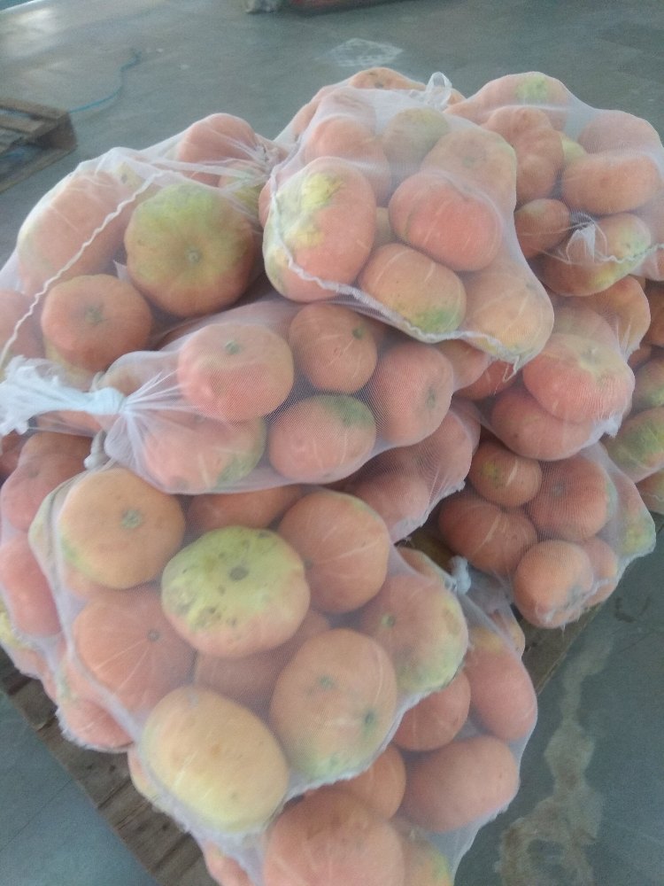 Fresh Pumpkin, Packaging Size: 9 kg, Packaging Type: Net Bag