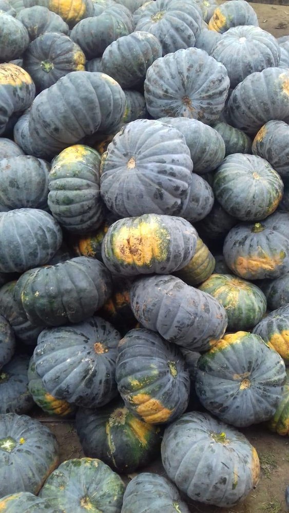 Fresh Green Pumpkin, Packaging Type: Plastic Bag