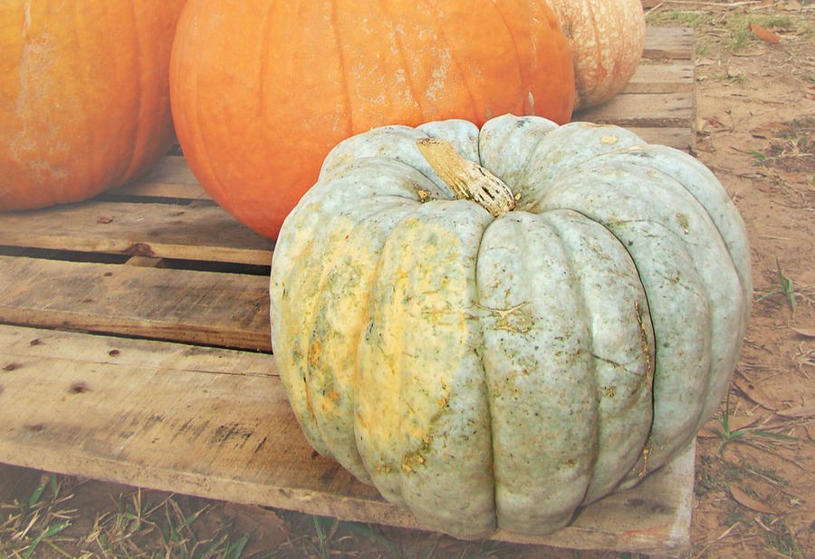 A Grade Big Green Pumkin for exports