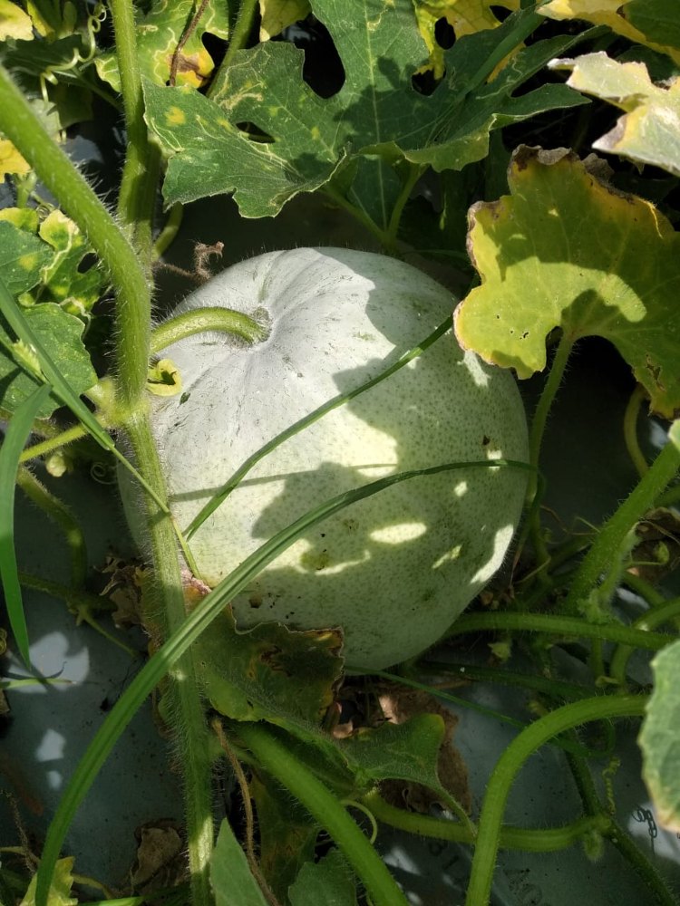 White A Grade FRESH PUMPKIN, Packaging Type: Net Bag, Packaging Size: 25kg